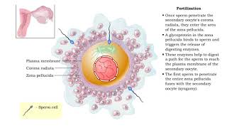 Fertilization and Development [upl. by Zaraf767]