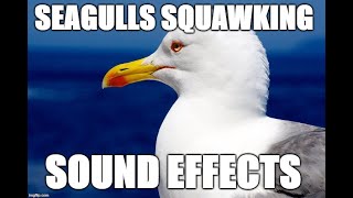 Seagulls squawking  Sound effects [upl. by Airotkiv238]