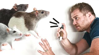 Répulsif  Estce VRAIMENT efficace contre les rats et souris  Test [upl. by Skell]