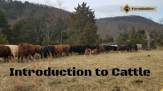 Introduction to cattle [upl. by Ylam530]