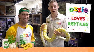 Learn About Snakes For Pets  Reptiles for Kids [upl. by Asuncion428]