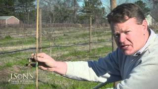 Isons Nursery How to Plant a Muscadine Vine Instructional [upl. by Fortune]