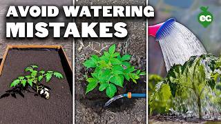 5 Watering Mistakes Youre Probably Making [upl. by Sorel]