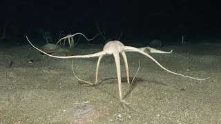 Brittle Stars  Fascinating facts about the unusual echinoderm that flees from light [upl. by Addia]