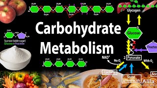 Carbohydrate Structure and Metabolism an Overview Animation [upl. by Nomis632]