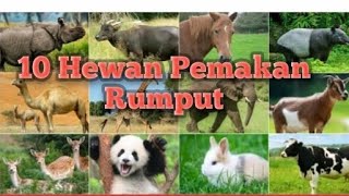 10 hewan pemakan rumput HERBIVORA [upl. by Walley667]