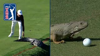 Gators Snakes Dragons Best reptile encounters on PGA TOUR [upl. by Aicargatla]