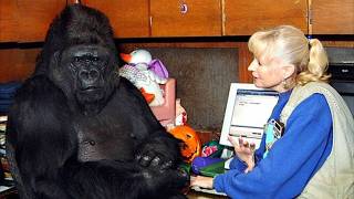 Gorilla That Can Talk Said Something Shocking About Humans – You Won’t Believe It [upl. by Ced]