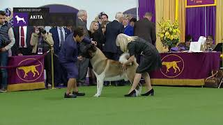 Akitas  Breed Judging 2019 [upl. by Enybor]