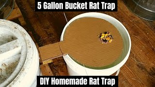 5 Gallon Bucket Rat Trap  DIY Homemade Rat Trap [upl. by Tonl]