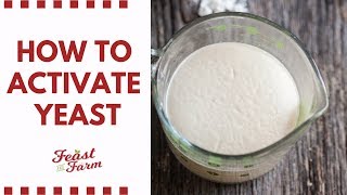 How to activate dry yeast Be sure its alive [upl. by Haisej]