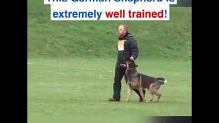 BEST TRAINED GERMAN SHEPHERDDOG [upl. by Llertnad]