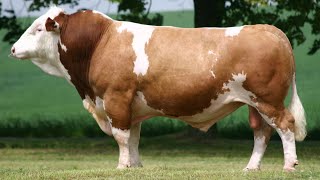 Simmental Cattle  Abundant Meat And Milk [upl. by Fidellas]