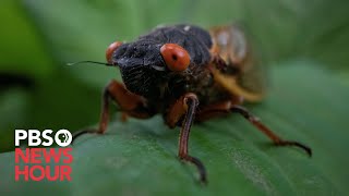 WATCH Brood X cicadas have arrived Heres everything you need to know [upl. by Grimonia]