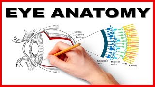 Eye Anatomy and Function  Made Easy [upl. by Colburn]