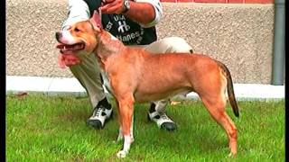 American Staffordshire Terrier  Pet Dog Documentary English [upl. by Zul897]