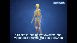 Grundlagen 1 Das Nervensystem ZNS PNS neurotech [upl. by Yusuk823]