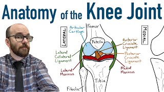 Anterior Cruciate Ligament ACL  Anatomy and Function [upl. by Yelnahs456]