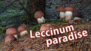 Mushroom Foraging  August 7th 2021 [upl. by Swart]