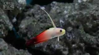 Firefish Nemateleotris magnifica  LiveAquariacom [upl. by Averir]