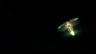 Lightning bugs flying at night and mating  Vlog [upl. by Bisset]