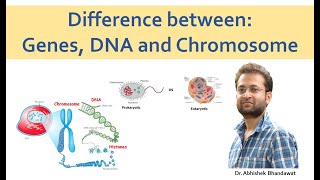 DNA Genes and Chromosome No confusion [upl. by Ellehsal]