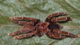 Avicularia – The “bird eating” tarantulas [upl. by Oer79]