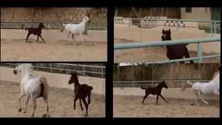 Arabian horse documentary in Egypt وثائقى عن الحصان العربى [upl. by Bergerac342]