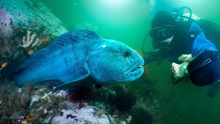 Hungry Atlantic Wolffish of Maine Do they bite [upl. by Neumann]