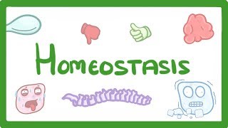 GCSE Biology  Homeostasis 54 [upl. by Negyam32]