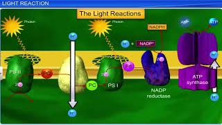 CBSE Class 11 Biology  Photosynthesis in Higher Plants  Full Chapter  By Shiksha House [upl. by Kcirdnekal]