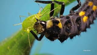 Ladybird larvae eating an aphid [upl. by Mariano]