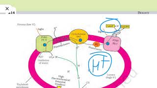 Chemiosmotic Hypothesis  NCERT  Class 11th  NEET  Biogrades [upl. by Woodcock369]