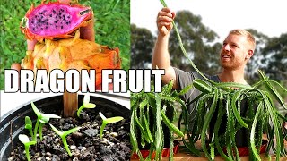 Pitaya  Dragon Fruit  Transplanting and Growing Rare Varieties from Seed [upl. by Pearle749]