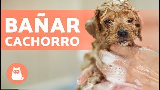 Cómo BAÑAR a un PERRO CACHORRO por primera vez [upl. by Letnuhs]