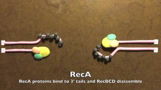 Homologous Recombination in Prokaryotes [upl. by Neau]