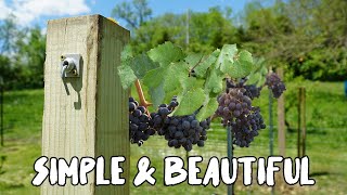 How to build a Grape Vine Trellis [upl. by Stempson]