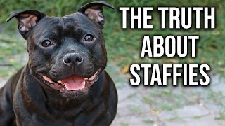 What you Need to Know about English Staffies [upl. by Rehpretsirhc]