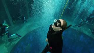 Freediving im Dive4Life Tauchturm Siegburg 2020  Deutschlands tiefster Pool [upl. by Tat559]