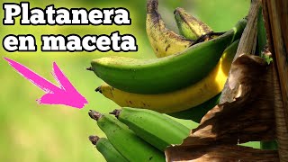 🍌 CULTIVA Plátanos en CASA  Como plantar una PLATANERA en Maceta  Sembrar Bananera Cuidados [upl. by Chak606]