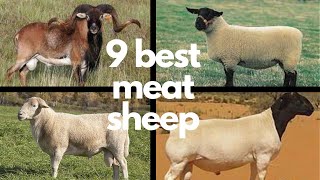 The 9 Best Sheep Breeds for Meat [upl. by Motteo654]