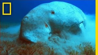 What in the World is a Dugong  National Geographic [upl. by Cohberg846]