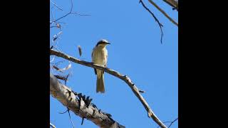 Singing Honeyeater Kalgoorlie Western Australia [upl. by Iover]