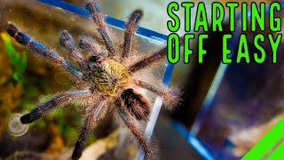 Top 10 Beginner Tarantulas YOU Overlooked [upl. by Leclair586]