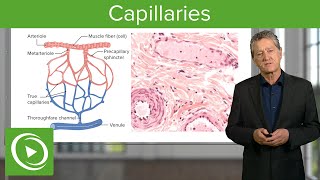 Capillaries Overview amp Definition – Histology  Lecturio [upl. by Cissie417]