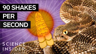 Whats Inside A Rattlesnakes Tail [upl. by Saiasi163]