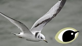 BTO Bird ID  Kittiwake and Other Small Gulls [upl. by Salguod]