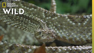 The Cascabel Rattlesnake  Worlds Deadliest Snakes [upl. by Viquelia]