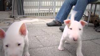 Mini Bull Terriers WeShootit puppies [upl. by Meara]