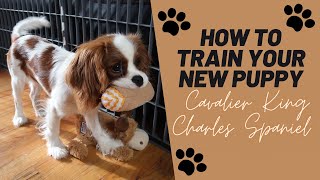 Puppy Training Tips  Cavalier King Charles Spaniel [upl. by Virgy]